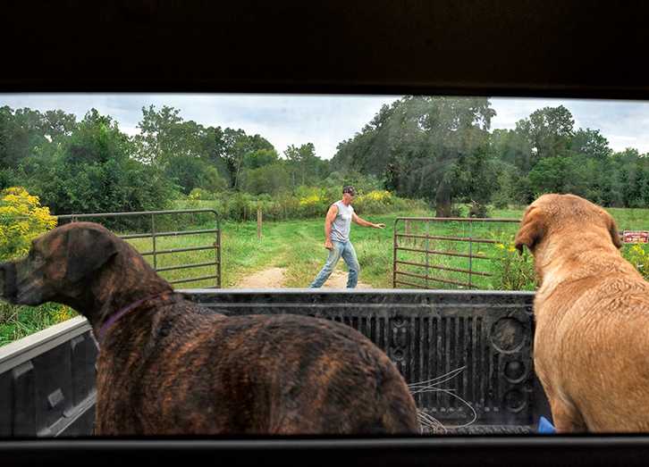 Dogs in a truck