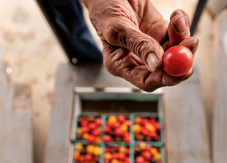 Hand holding a tomato