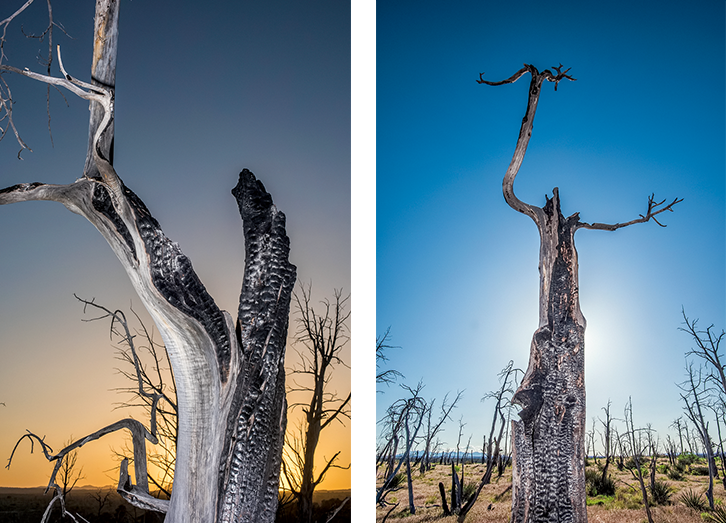 Two photographs of trees